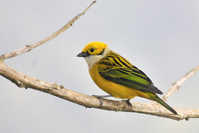 Tangara icterocephala